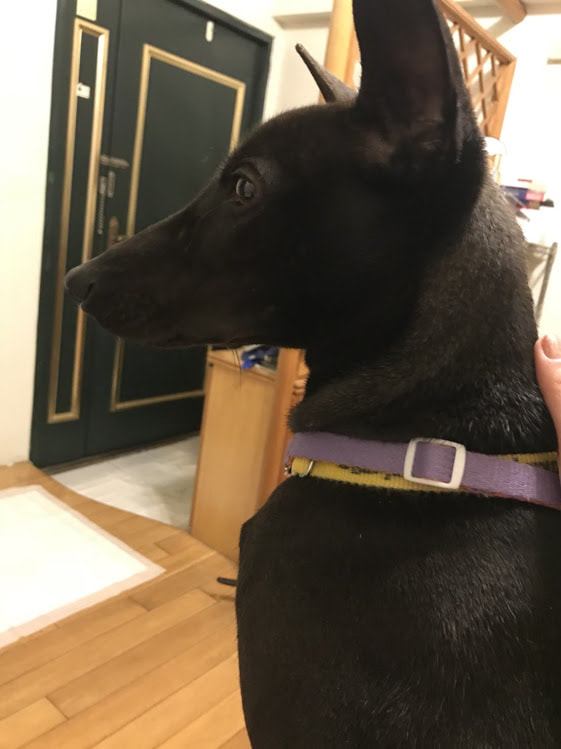 燕京啤酒发11.3亿可转债获批用于新增5个项目“太阳成集团tyc7111cc”(图4) 太阳成集团tyc7111cc