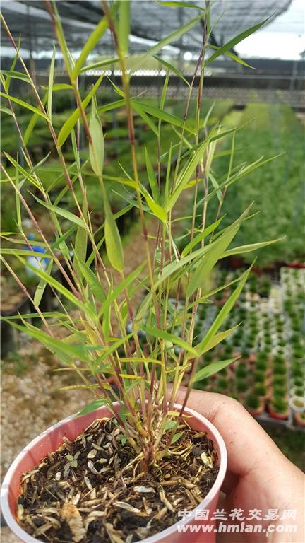 邓文:交易所市场成为房企融资首选市场‘太阳成集团tyc7111cc’(图1) 太阳成集团tyc7111cc