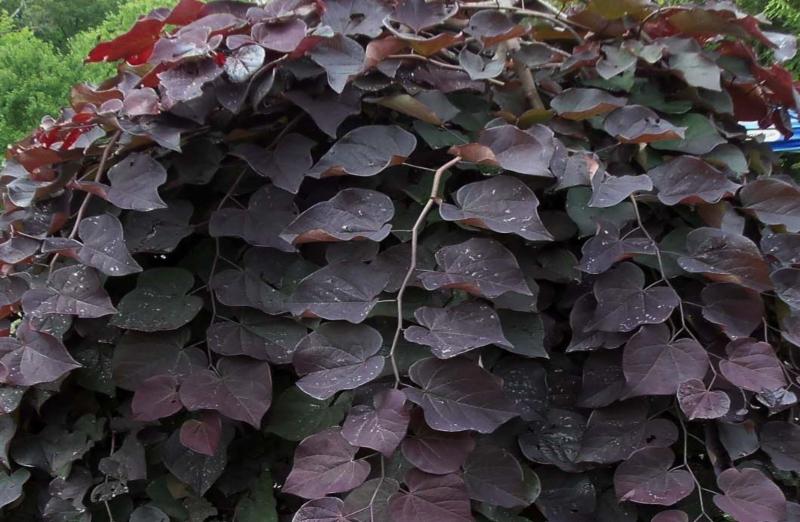 真功夫年内欲新开100店餐饮业现跷跷板效应-太阳成集团tyc7111cc(图3) 太阳成集团tyc7111cc